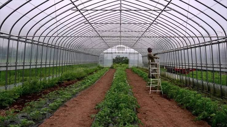 A worker tending crops inside a greenhouse
